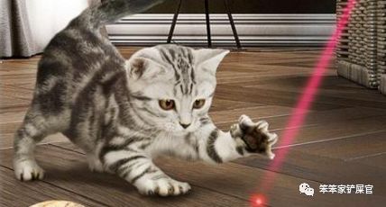 猫咪喜欢来回跑酷,猫咪喜欢咬人和跑酷怎么办