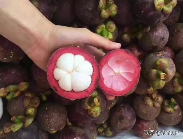 山竹油竹麻竹红叶怎么区分,山竹麻竹油竹瓜竹都是怎么区分的