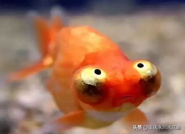 十种最漂亮的观赏鱼视频播放,观赏鱼60条