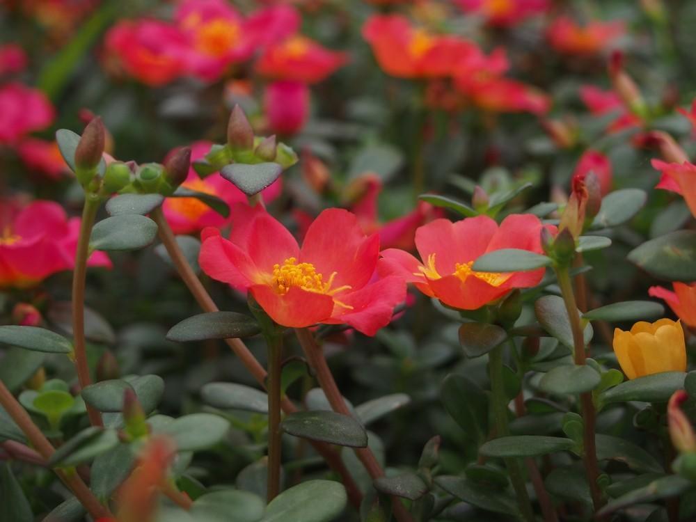 太阳花开时使用什么肥料,太阳花开的时间段