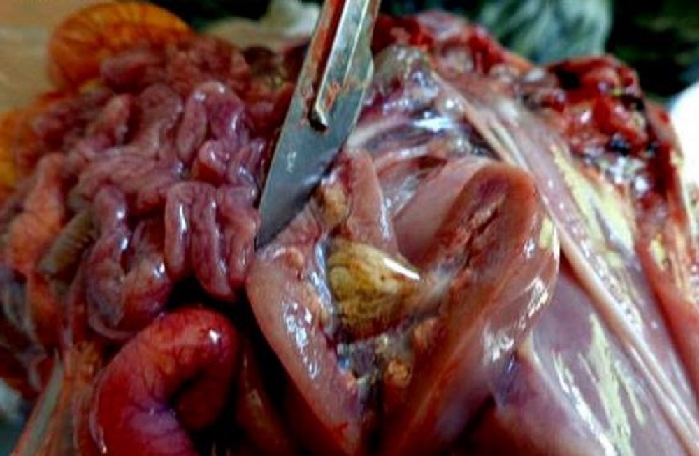 仔猪黄白痢的原因和治疗方案,仔猪得了黄白痢该怎么处理