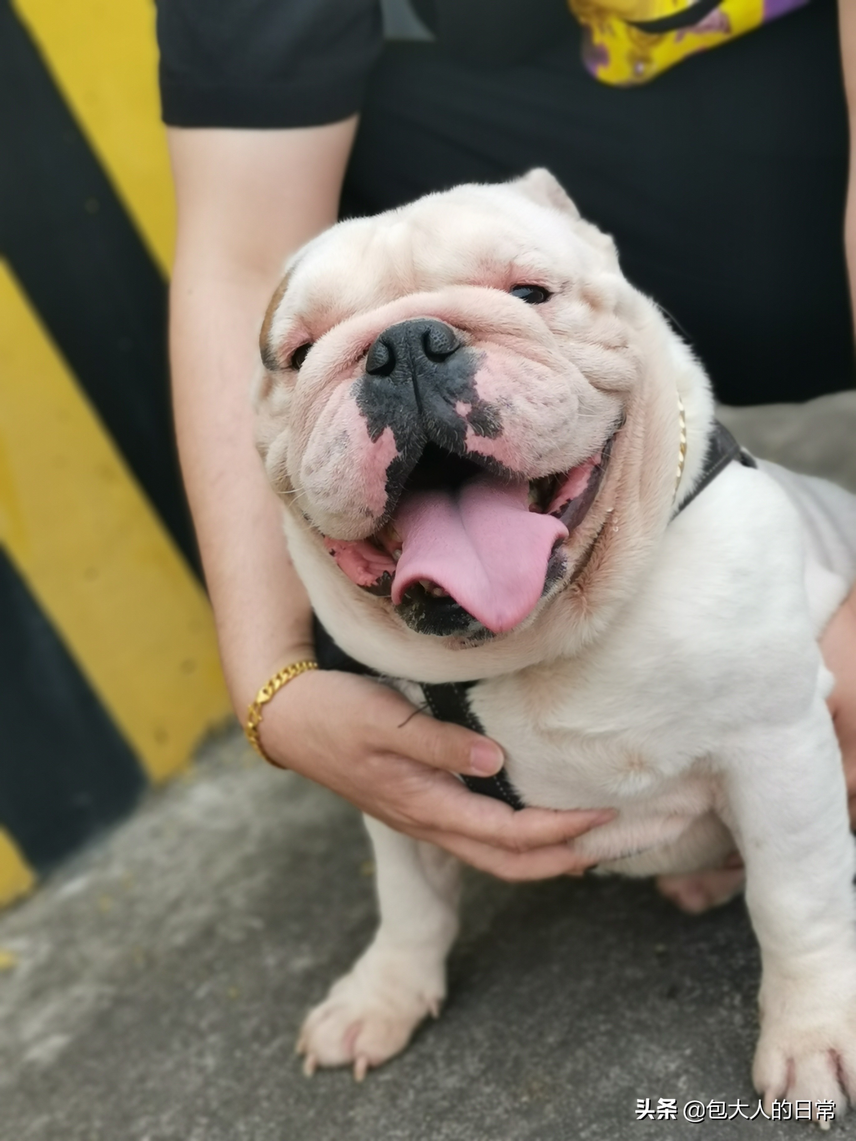 斗牛秘籍书籍,斗牛基本元素训练方法