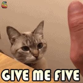 猫不吃罐罐怎么办,英短猫吃零食不吃主食咋办