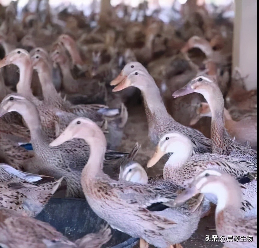蛋鸭拉稀用什么药,蛋鸭掉毛原因及措施