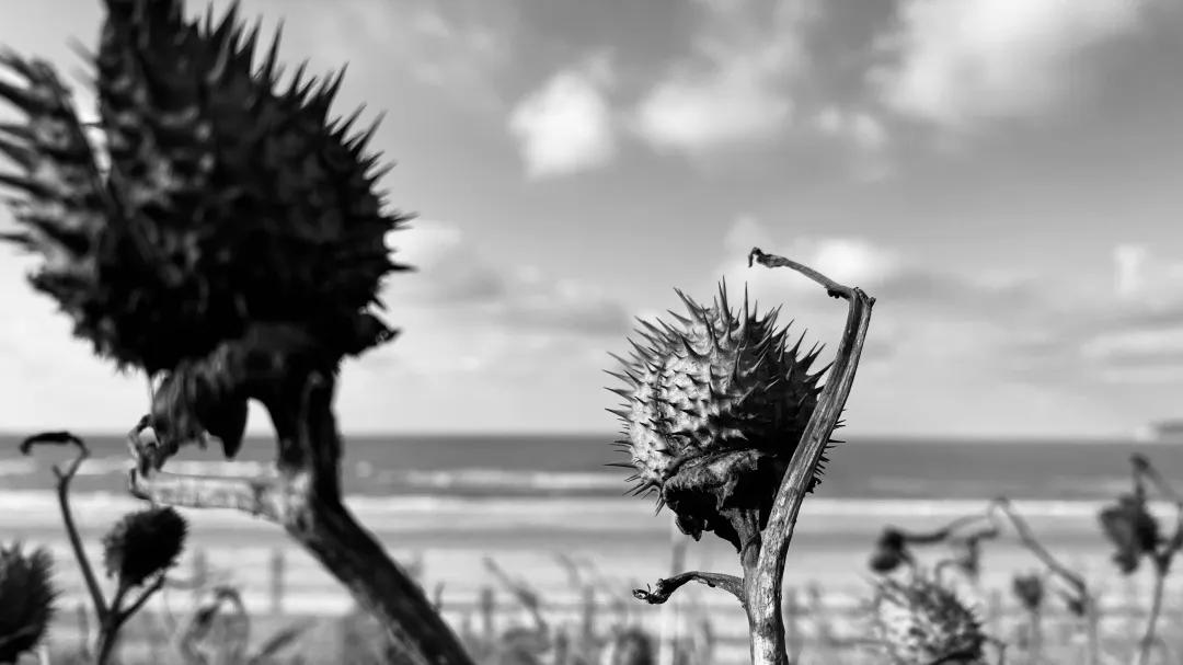 iPhone相机操作技巧,iphone相机操作指南3.0