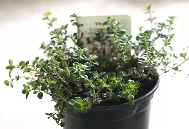 适合室内养的50种植物驱蚊,适合家里养的驱蚊的植物