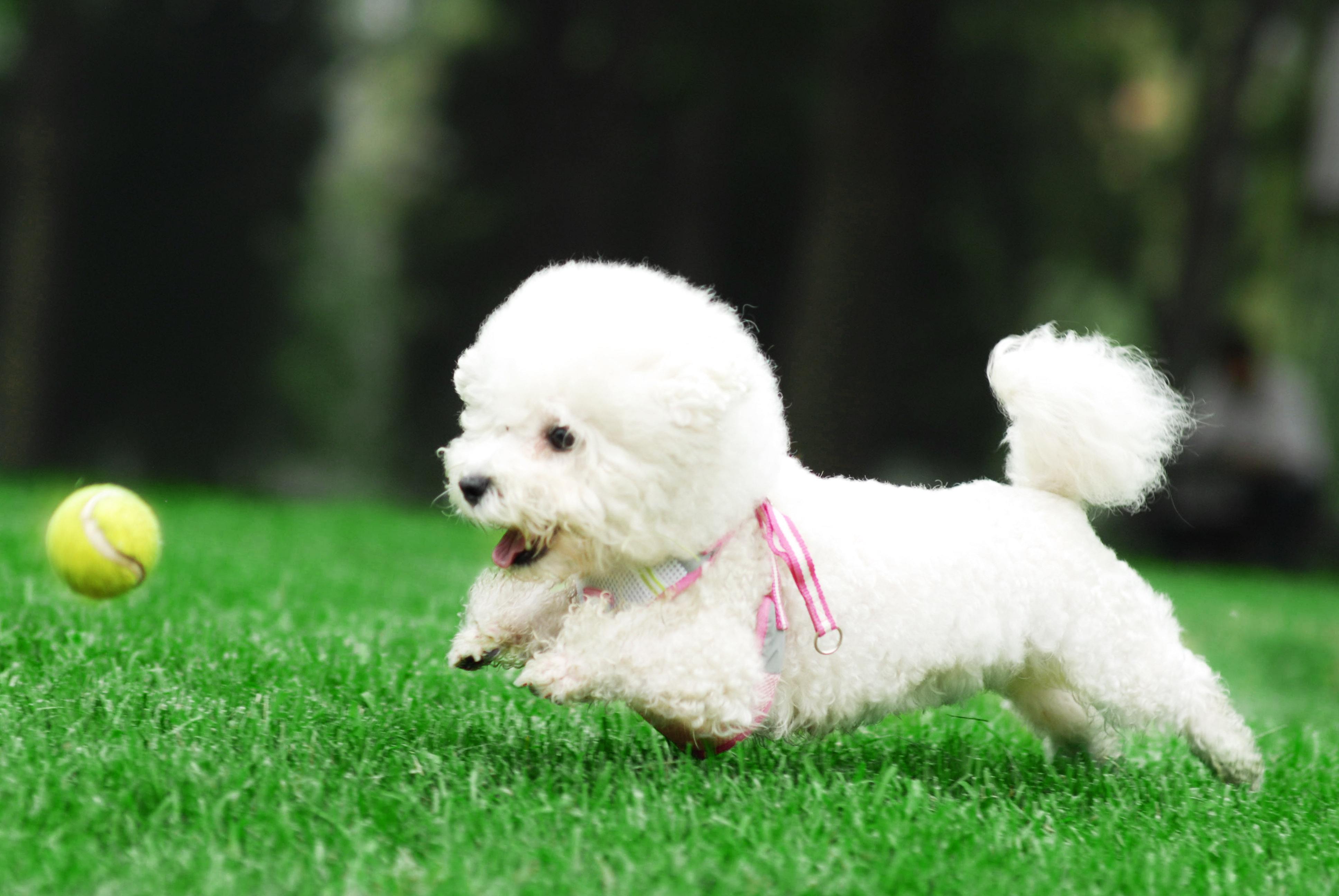 最容易失踪的狗排名,最容易被遗弃的狗狗