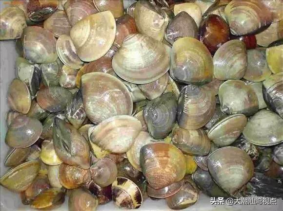 作为潮汕人，这89种海鲜你都能对上号吗