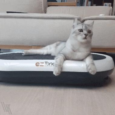 橘猫被抓警察局,肥猫被警察带走判刑