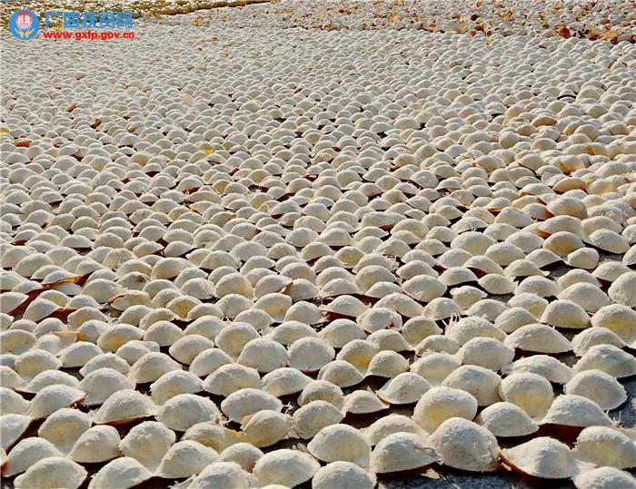 浦北县陈皮产业发展,浦北县龙门镇陈皮种植现场