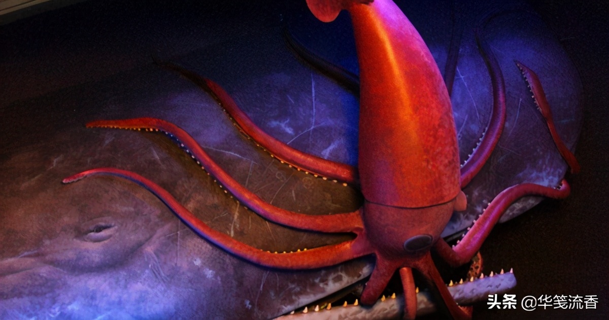 抹香鲸和长臂乌贼,抹香鲸跟巨型乌贼