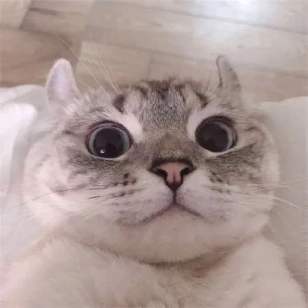 母猫绝育后食欲太好怎么办,母猫生产后食欲差怎么办