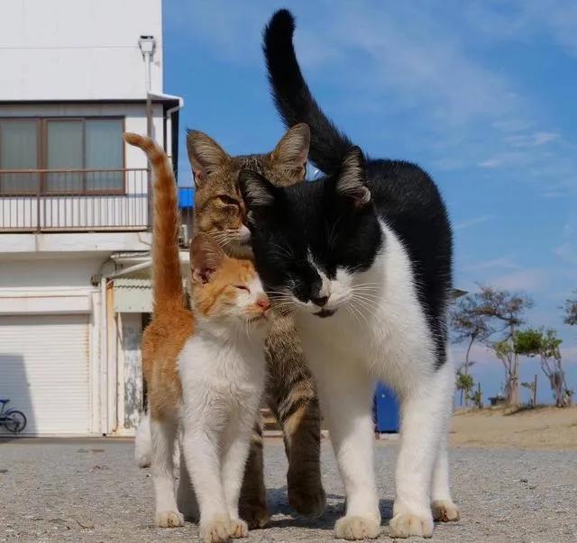 猫咪太胆小怎样让它接触陌生人,猫咪胆小怎么变成勇敢