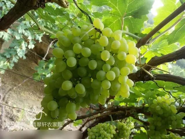 北戴河周边海岛农家院,北戴河黄金海岸附近的农家乐