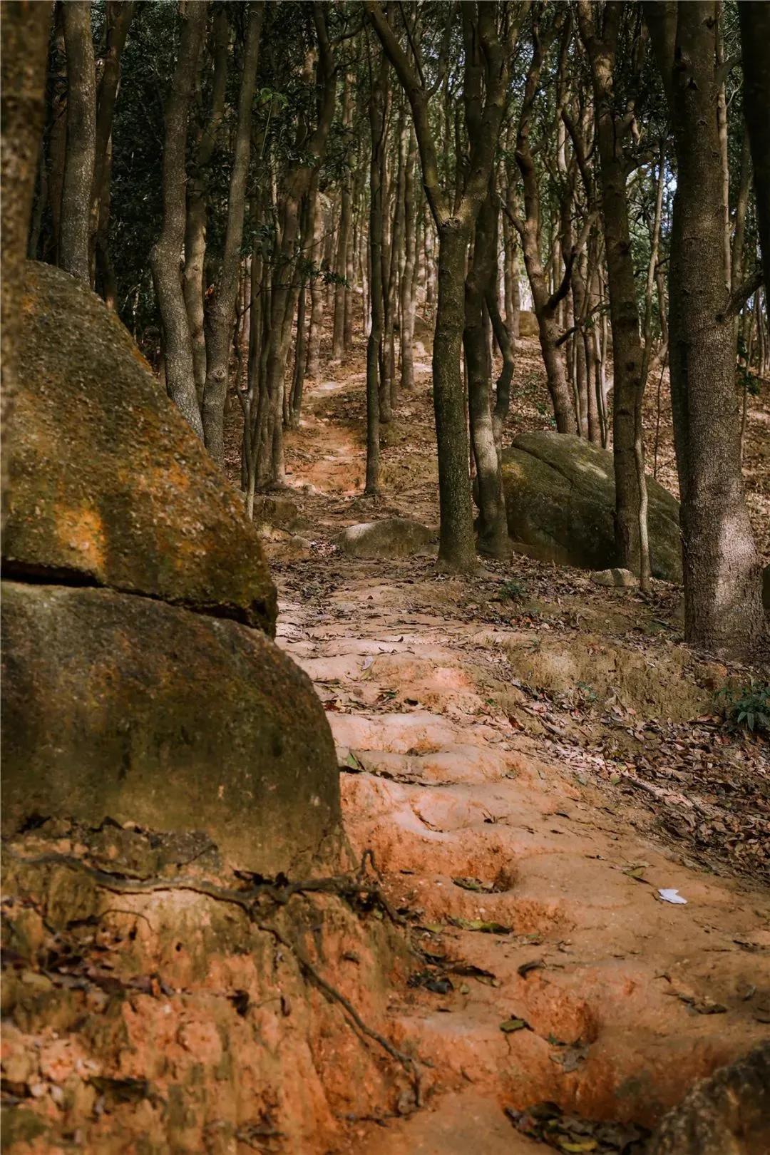 深圳原始登山道视频,深圳首个手工木栈道