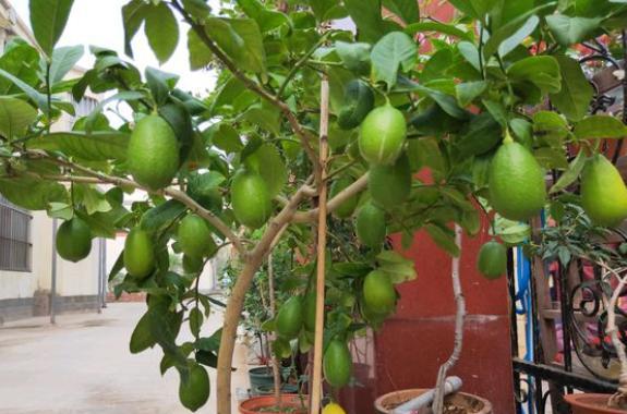 盆栽柠檬树怎么不结果,柠檬树盆栽不结果什么原因