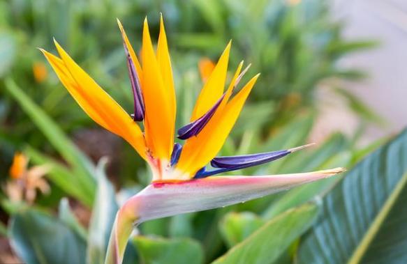 网购的植物好看又好养活的有哪些,网上买什么植物好看好养