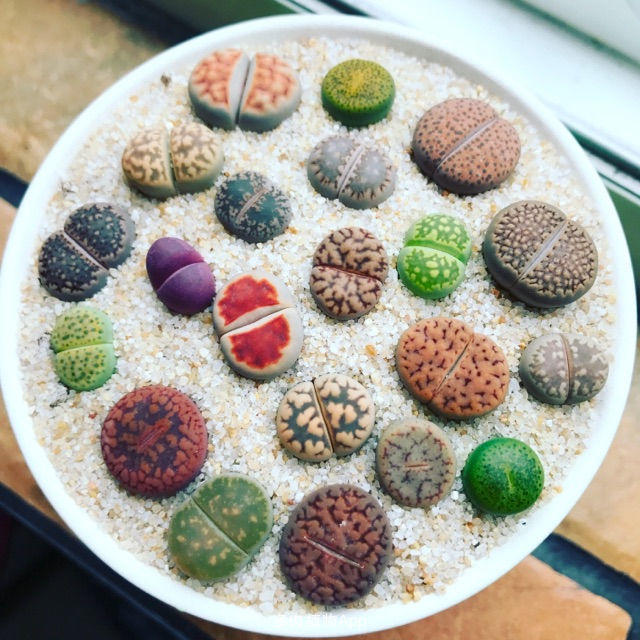 多肉的100个常见品种,10种公认的多肉