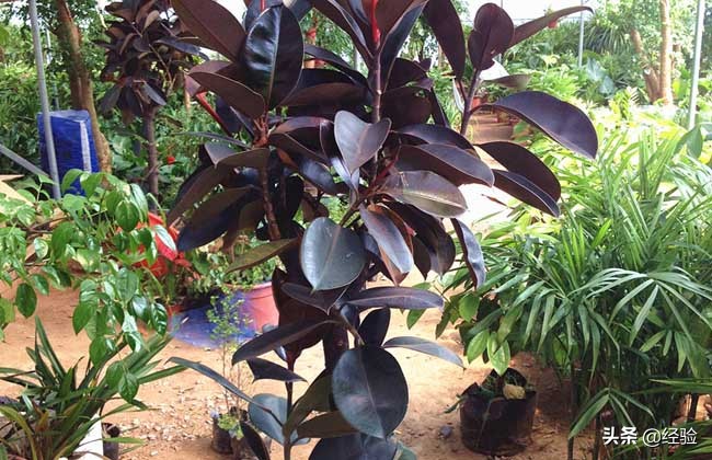 印度橡皮树的养殖方法视频讲解,橡皮树的养殖方法和注意事项大全