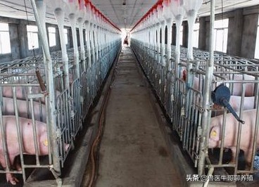 哺乳仔猪呕吐豆腐渣样不拉稀,哺乳母猪呕吐仔猪腹泻