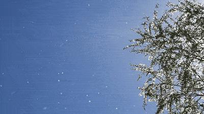 种子的传播方式有哪些和什么有关,种子传播的方式及其特征是什么