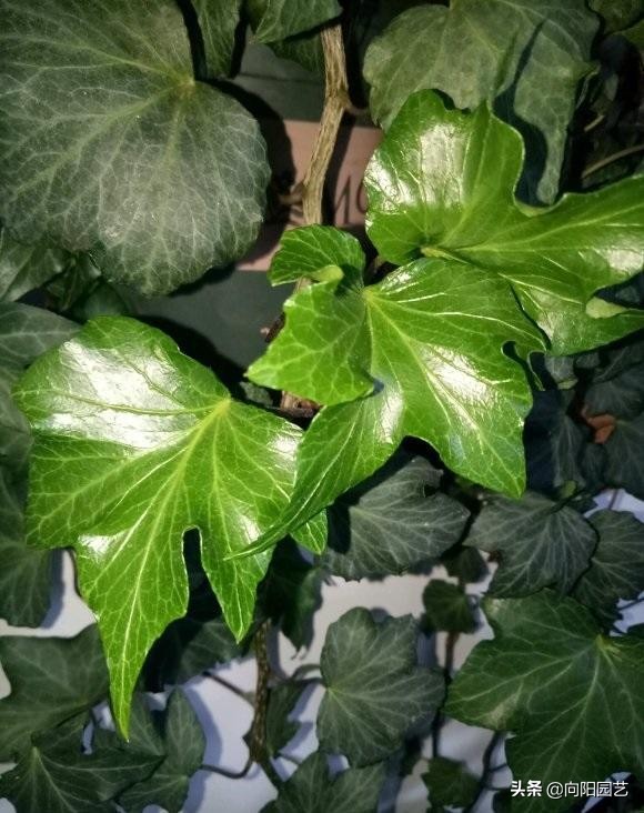 什么绿植能净化空气和除尘,净化室内空气的十款绿植