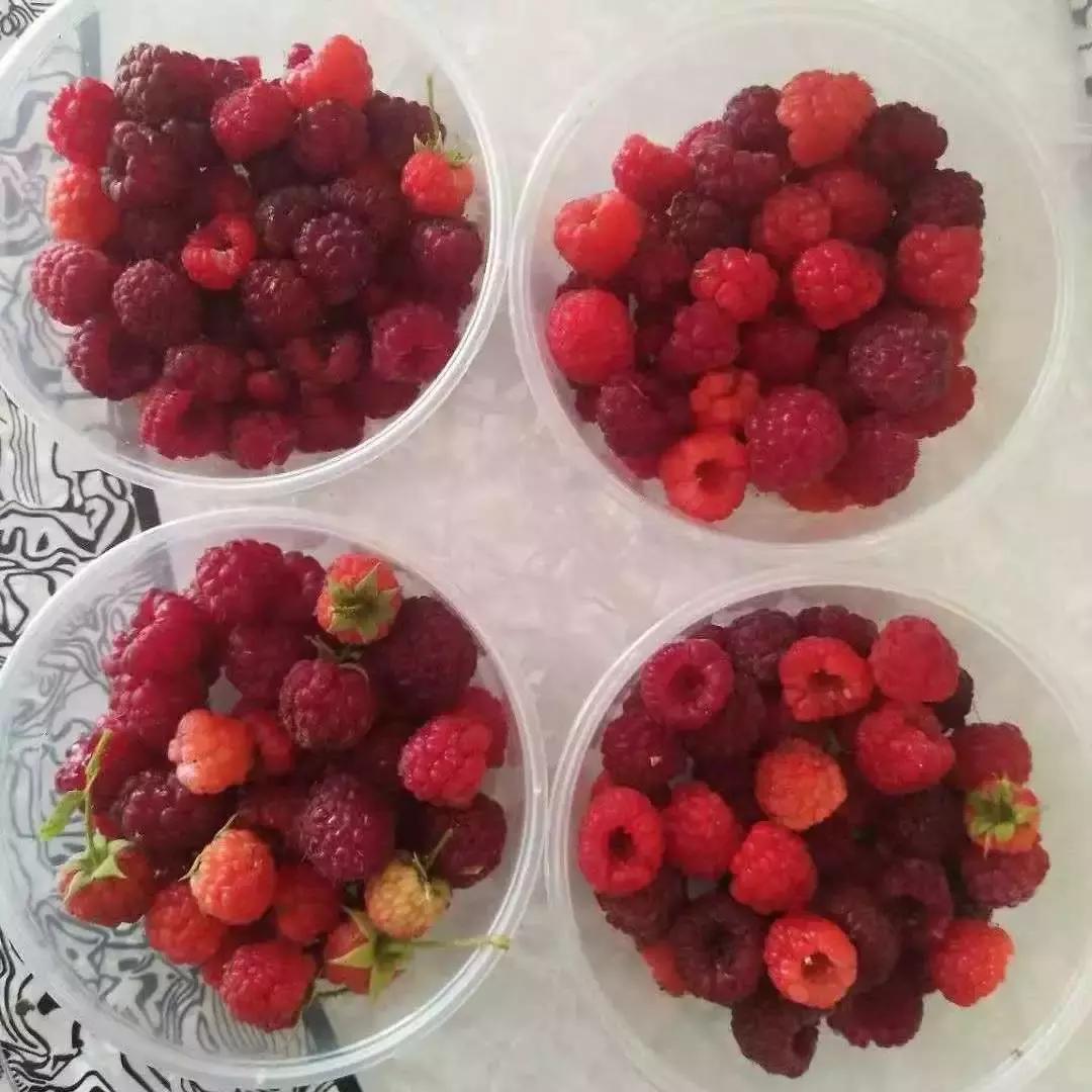 通辽开鲁有什么好的小吃,通辽市开鲁县果树