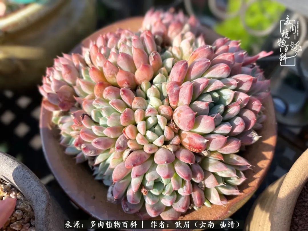 多肉植物百科如何投稿,感谢多肉植物百科的陪伴