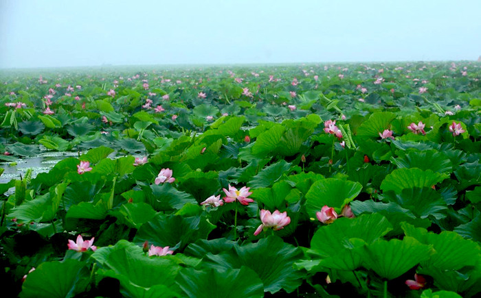 为什么要留在城市,为什么要留在家乡