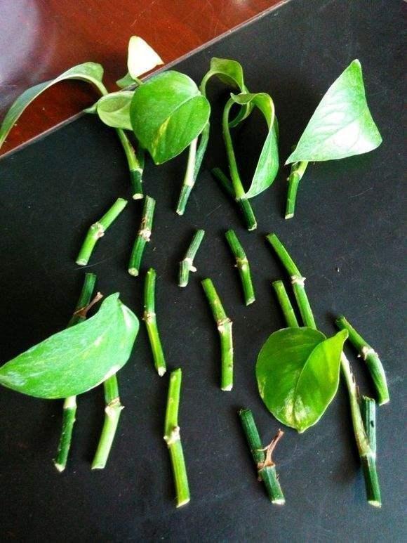 扦插绿萝有妙招这样扦插才是关键,扦插绿萝小技巧一看就会