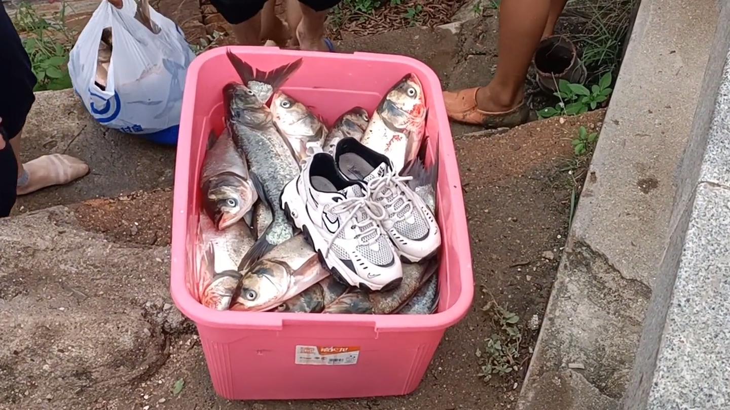 厦门海域出现大量鱼,厦门水库泄洪捡鱼