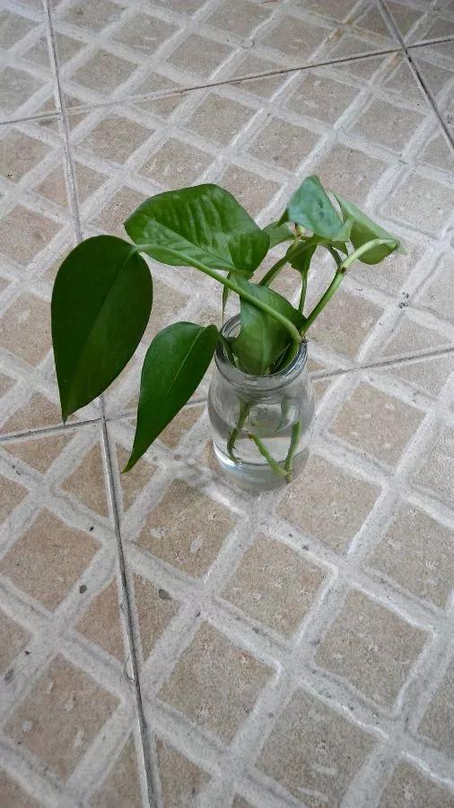 室内用塑料瓶扦插生根最快方法,瓶子装水养花