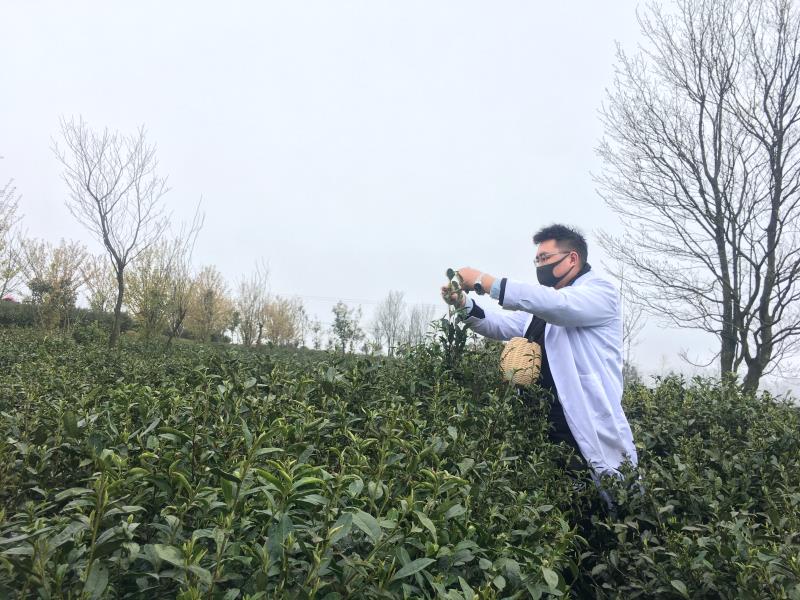 一杯茶汤见匠心盘州亿阳农业疫情防控春茶采摘“两不误”