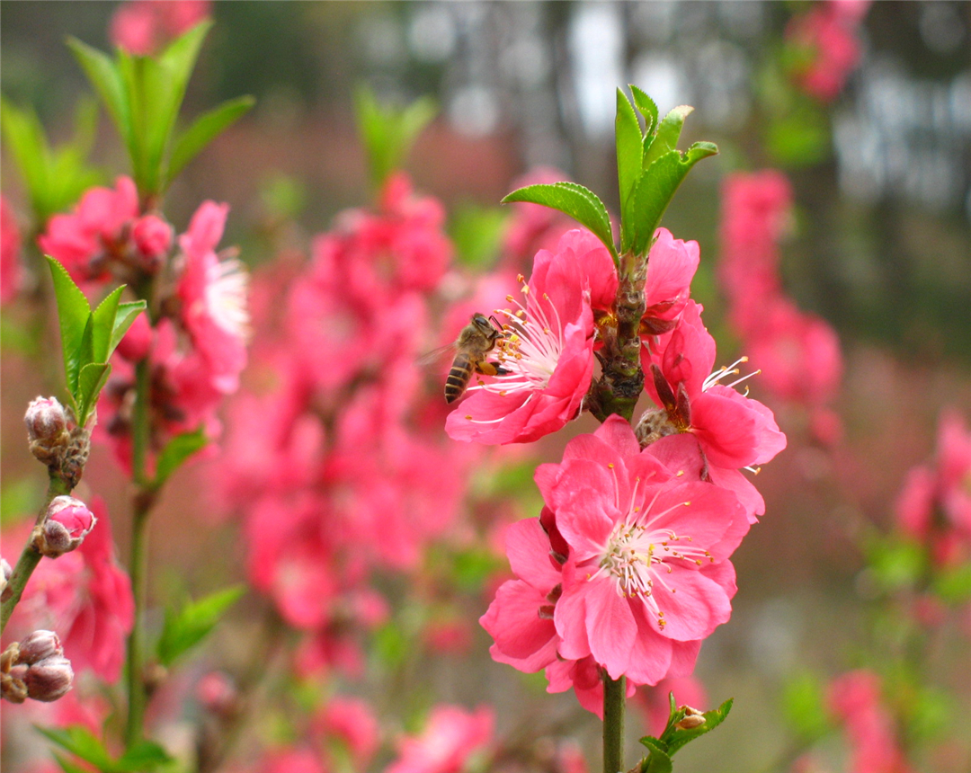 盆栽桃花养殖方法,观赏桃花的养殖方法和注意事项