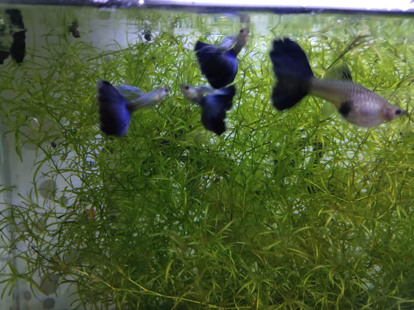 鱼尾巴不是纸做的,因为水质不好或寄生虫,会导致尾巴撕裂吗?