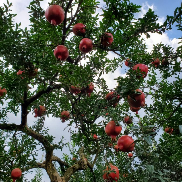 云南建水酸石榴皮薄多汁,建水县老树酸甜石榴