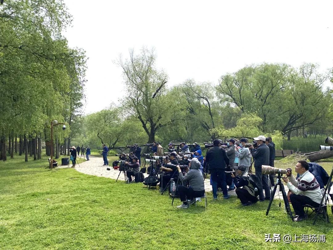 冬季引来最佳观鸟季,观鸟季一年一度