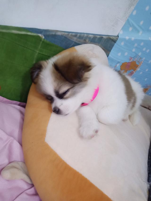 小狗吃多了怎么办简单3步解决,小狗吃多了怎么解决