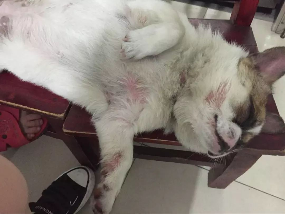 爱犬生病了,爱犬病的处理方法