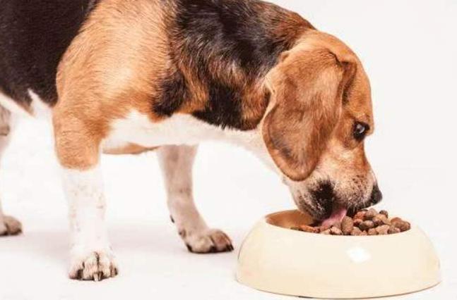 最好养的十种狗狗是哪几种,哪种狗狗最听话最好养又好养