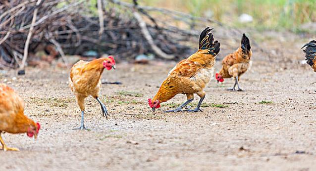 鸡最好养的方法,鸡要怎么养才不臭