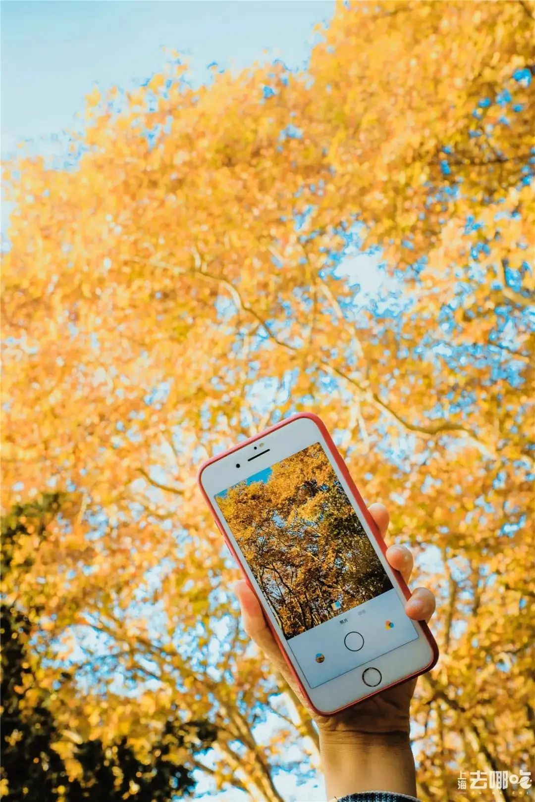 立秋，立秋！这43件事，上海人必须要去做