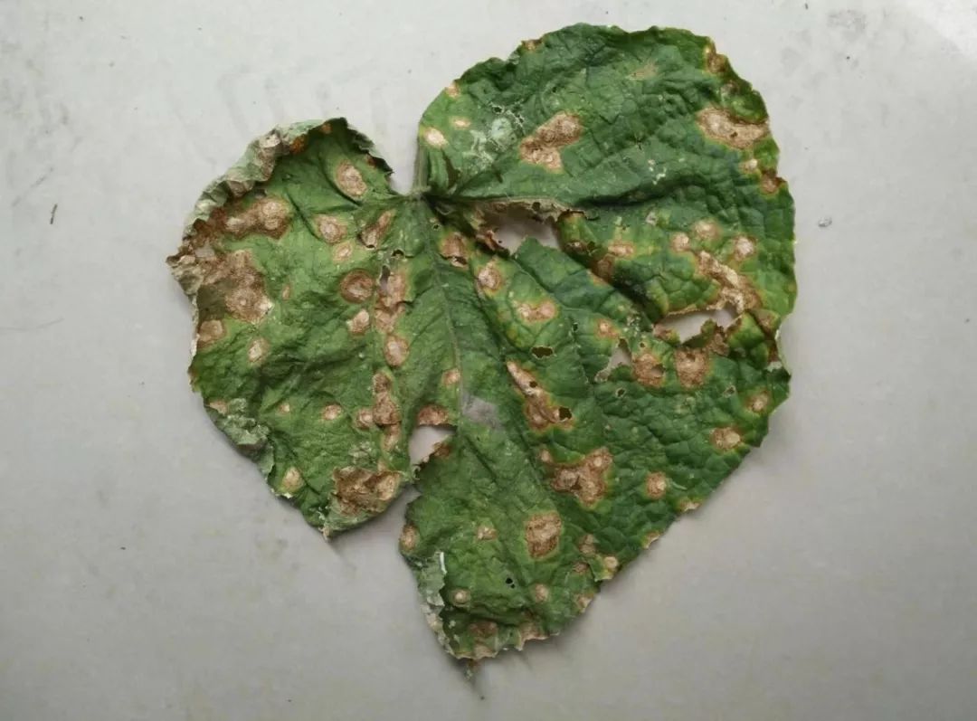 黄瓜的常见病害不包括什么,黄瓜病害清晰图谱大全详解