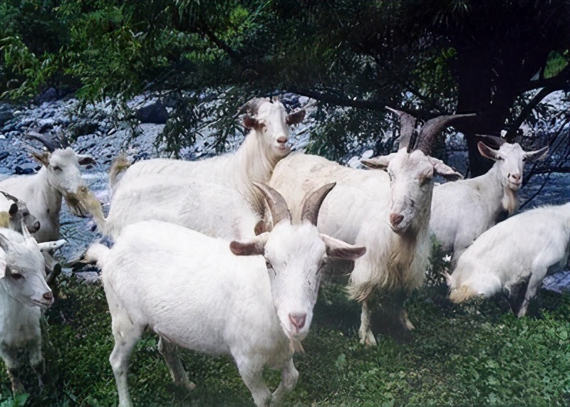 小羊出生难产或假死怎么处理？人工接生小羊羔必会的知识一起来学