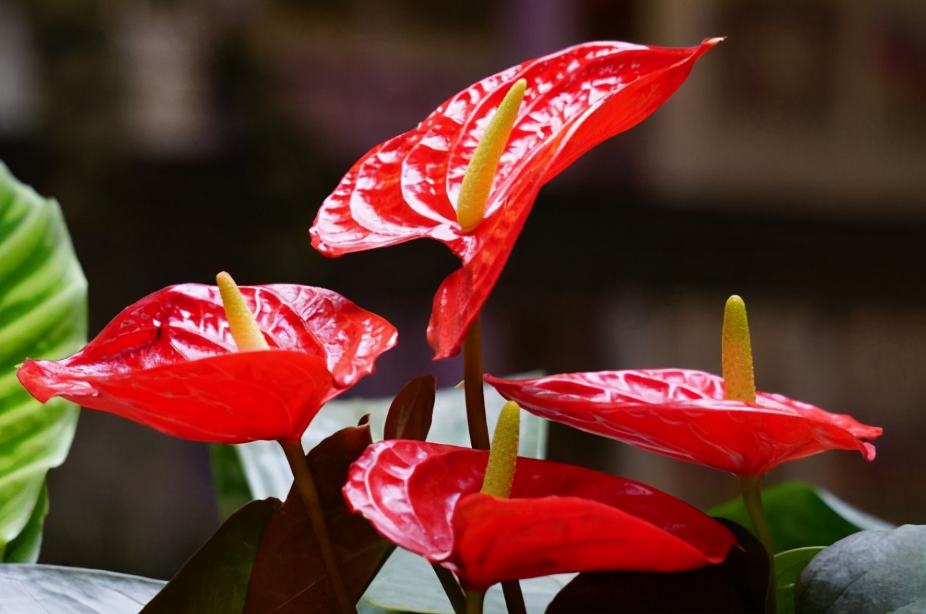 南山老人,南山老人家