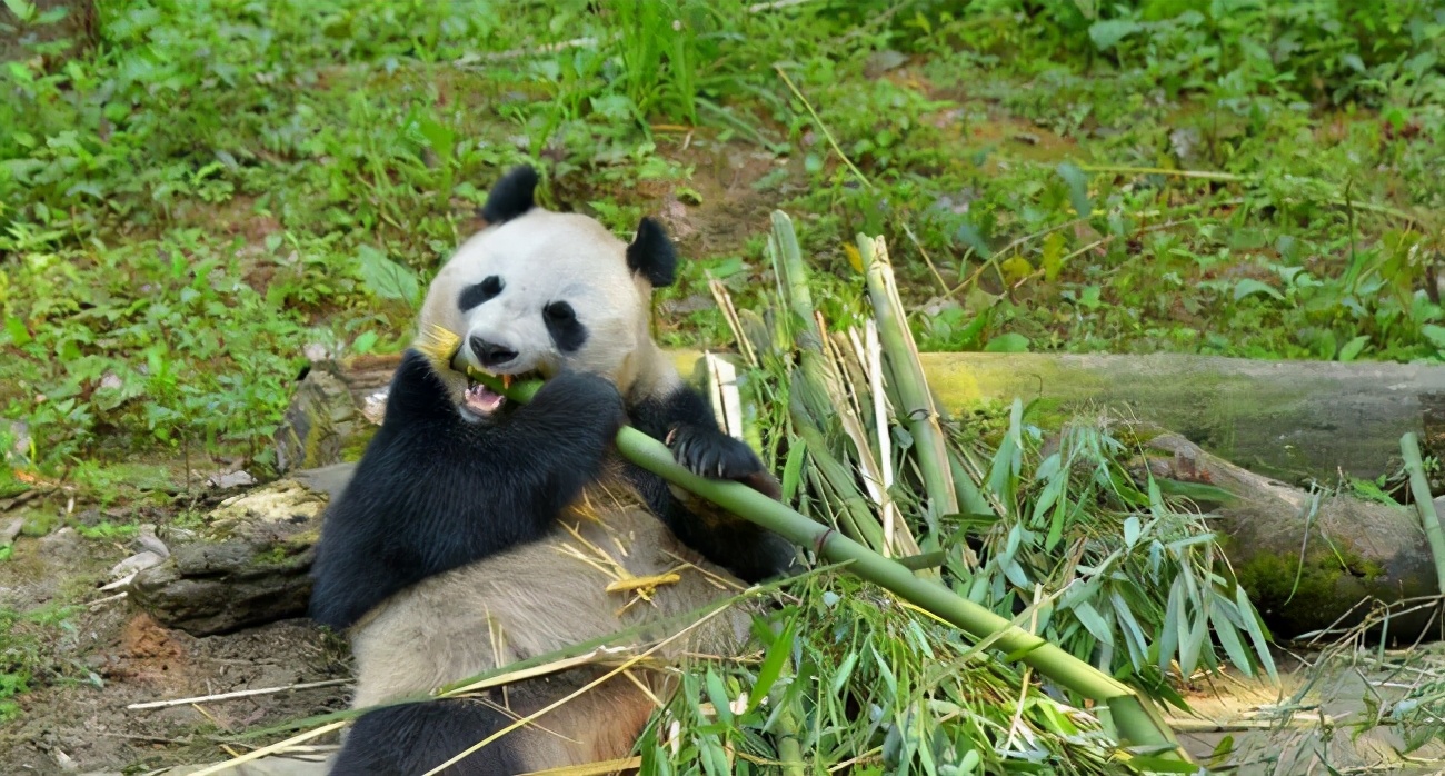 200亿美元租熊猫,租给美国的大熊猫有多少钱