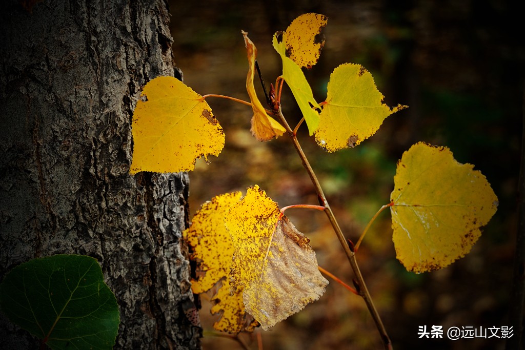 索尼黑卡二怎么拍,索尼黑卡2大光圈拍视频