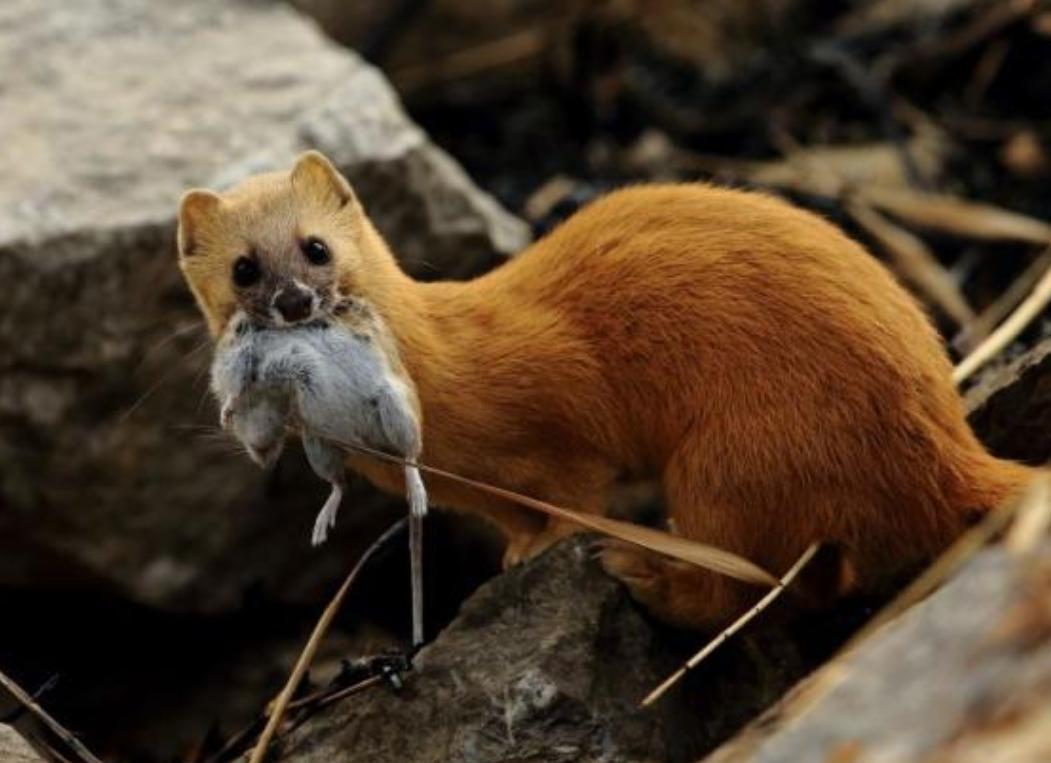 黄鼠狼全身是宝为何无人养殖,黄鼠狼浑身是宝为什么没人养殖