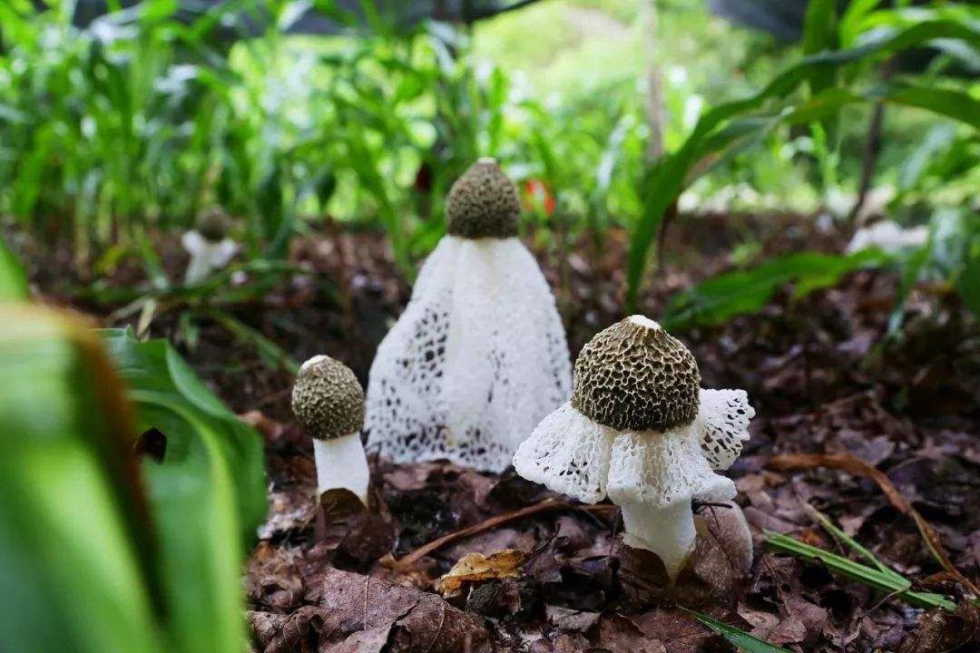 十大名贵山珍排行榜,十大名贵的菜有哪些