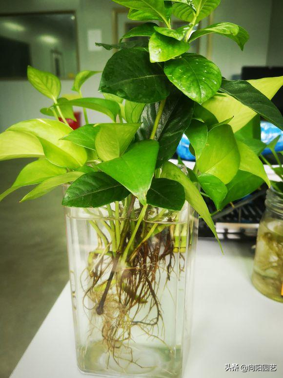 绿萝叶片有黑斑点发黄怎么治,绿萝出现叶子黄应该怎么养护